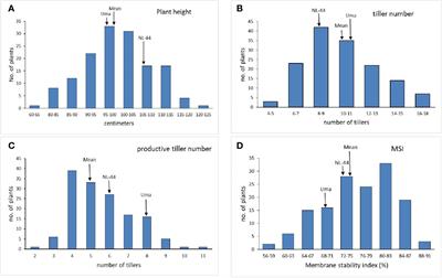 Identification of simple sequence repeat markers linked to heat tolerance in rice using bulked segregant analysis in F2 population of NERICA-L 44 × Uma